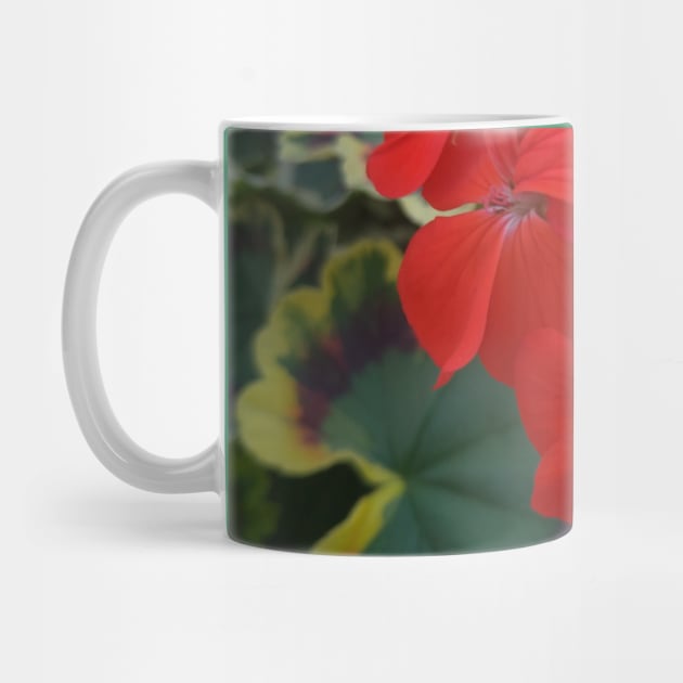 Geranium (Pelargonium) Coral Flowers by LifeSimpliCity